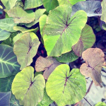 Колоказия BUSHIDO