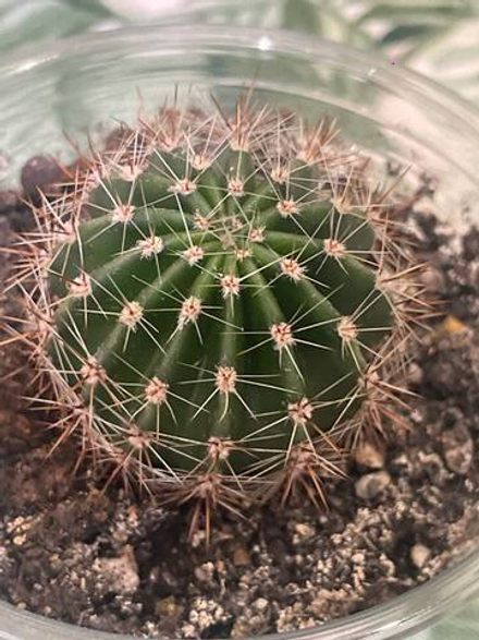 Эхинопсис гибридный Неприхотливый суперцветущий кактус! Ослепительные цветы размером с блюдце. Для самого занятого цветовода.Кактус Эхинопсис гибридный