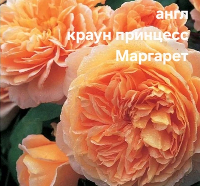 Саженцы роз английская КРАУН ПРИНЦЕСС МАРГАРЕТ