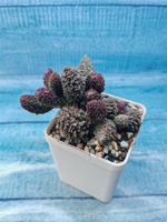 Adromischus Marianae Red Coral (Адромискус)