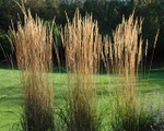 Вейник остроцветковый  "Karl Foerster". Calamagrostis acutiflora "Karl Foerster".