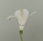 Кафф Лавровая веточка