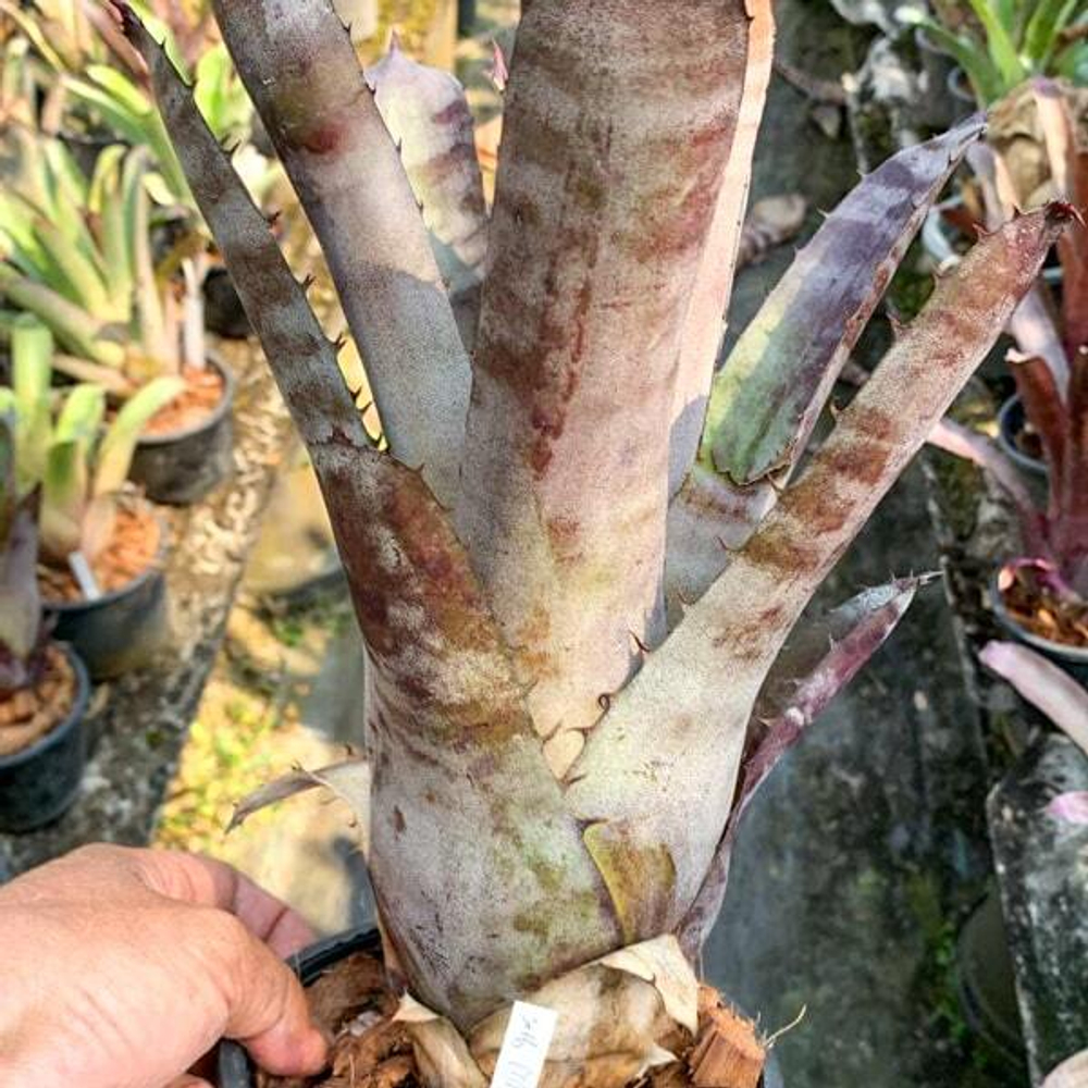 Хохенмея NINJA GREX