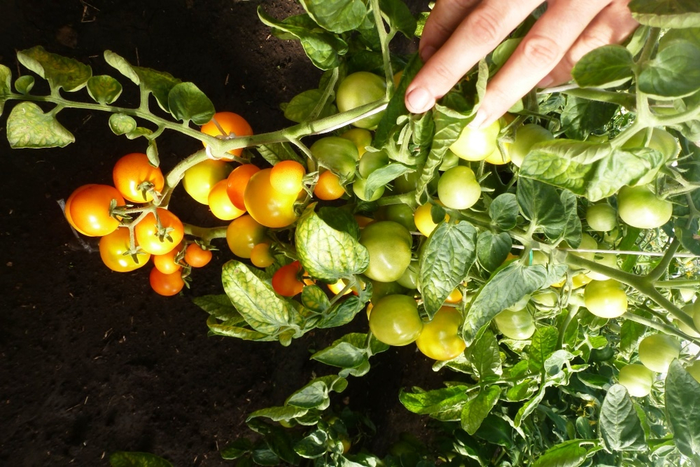 Помидоры — Ola Polka – Оля Полька