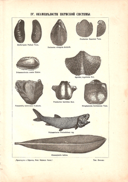 Набор. Литография «Окаменелости»