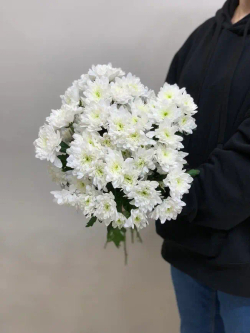 Букет 5 хризантем в ленте