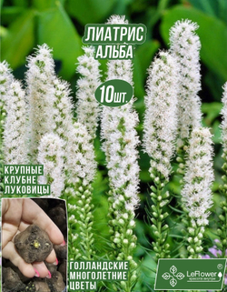 Лиатрис, Спиката Альба, 10шт