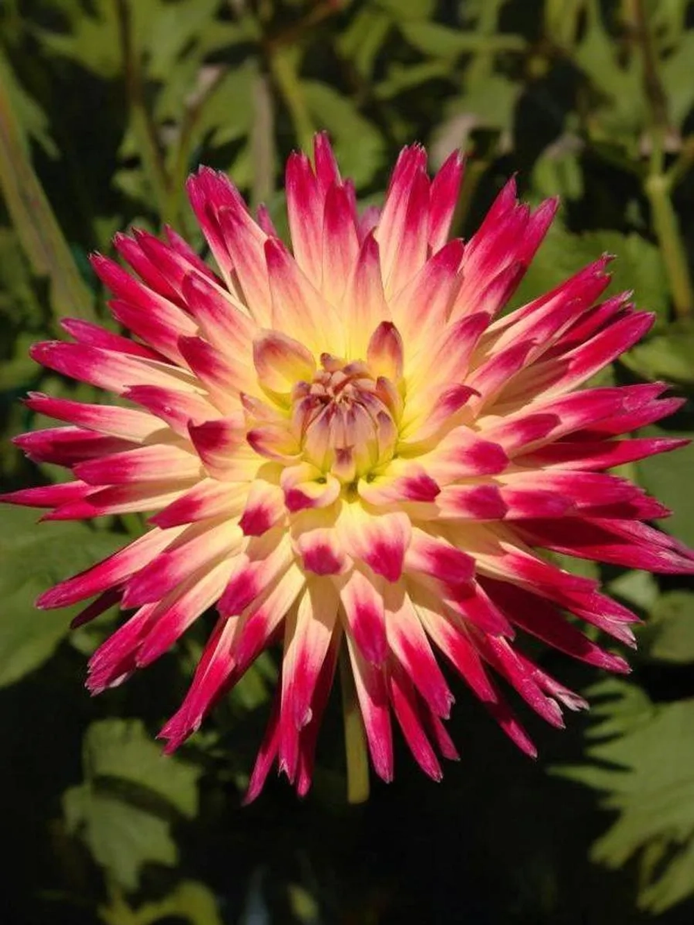 Георгин кактусовидный Таити Санрайз