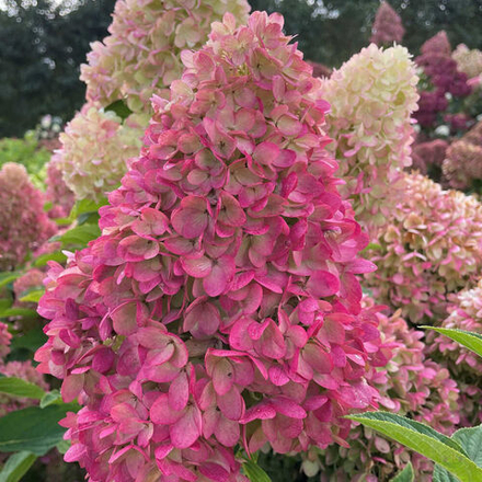 Гортензия метельчатая Гарденлайт Редлайт ( Hydrangea paniculata Gardenlight Redlight)