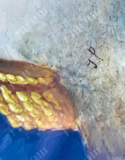 Н/х. Портрет Наполеона Бонапарта. Миниатюра на слоновой кости. Франция, сер. XIX в.