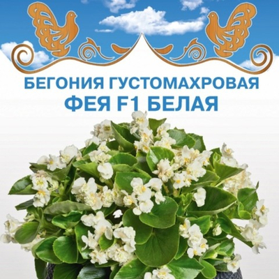 Бегония вечноцветущая густомахровая  Фея F1 белая