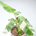 Банан вариегатный NAM WAH PAK CHONG