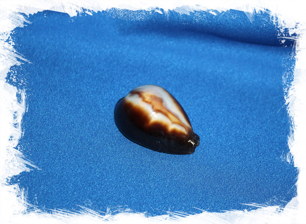 Ракушка Ципрея Оникс, Erronea onyx