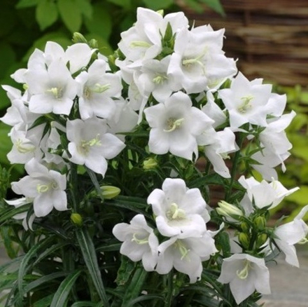 Платикодон Астра Уайт