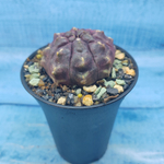 Gymnocalycium Daydream (Гимнокалициум)