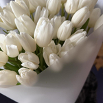 Букет из 49 белых тюльпанов
