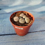 Lithops sp. (Литопсы)