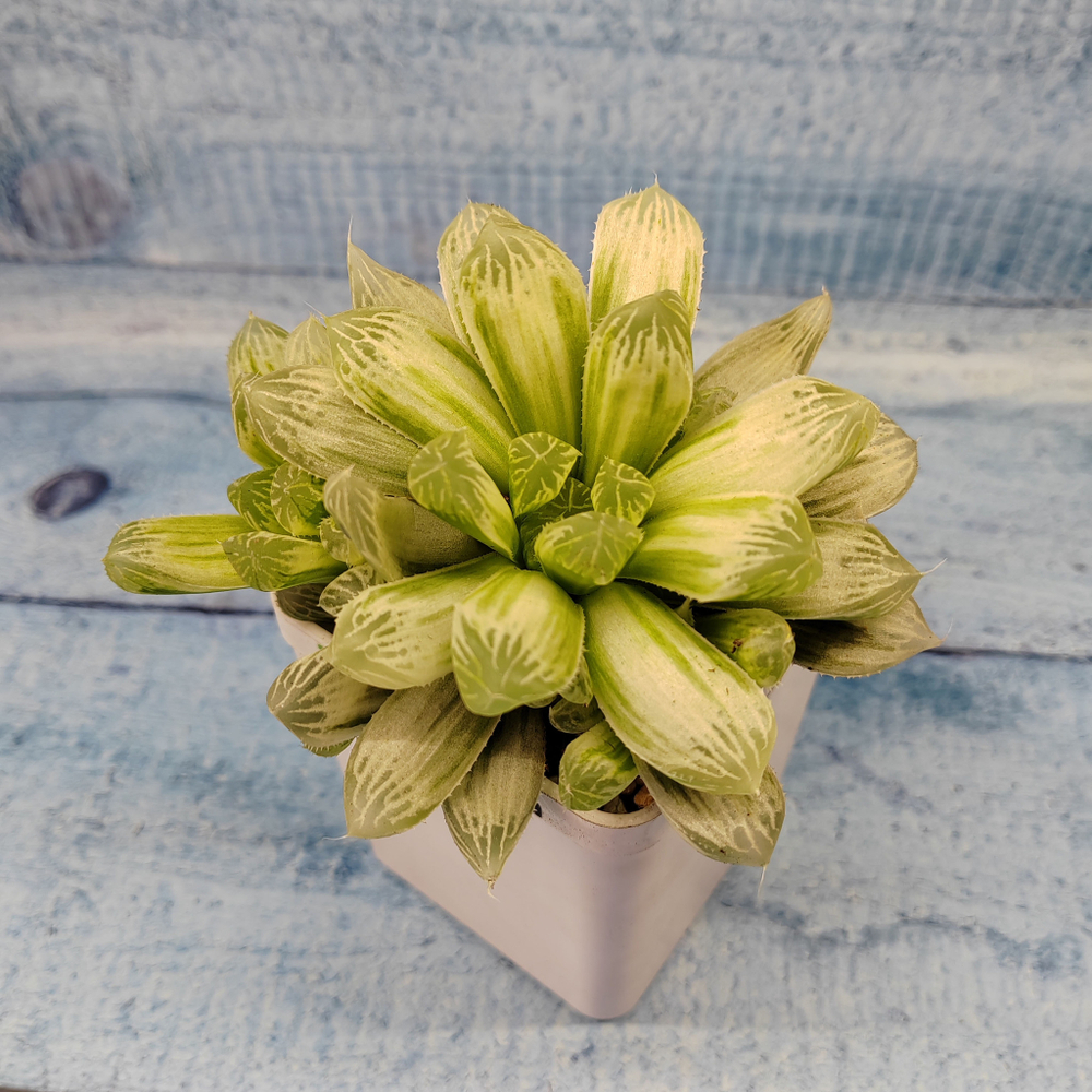 Haworthia Cooperi Variegata (Хавортия)