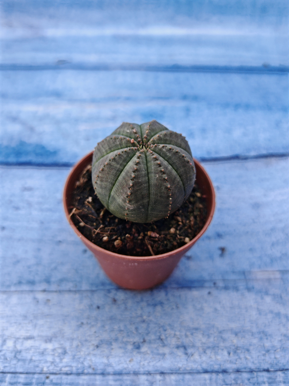 Euphorbia Obesa (Эуфорбия)