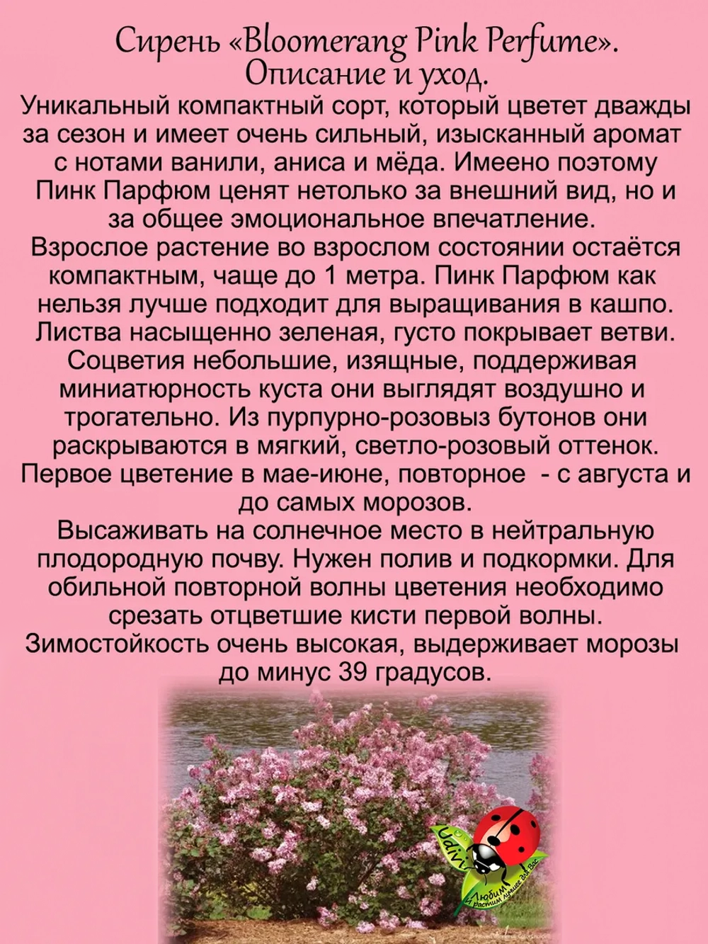 Сирень Пинк Парфюм карликовая ремонтантная