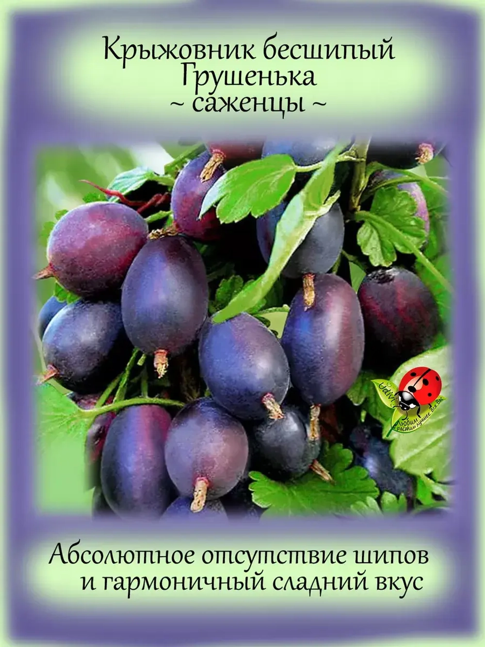 Крыжовник бесшипый Грушенька