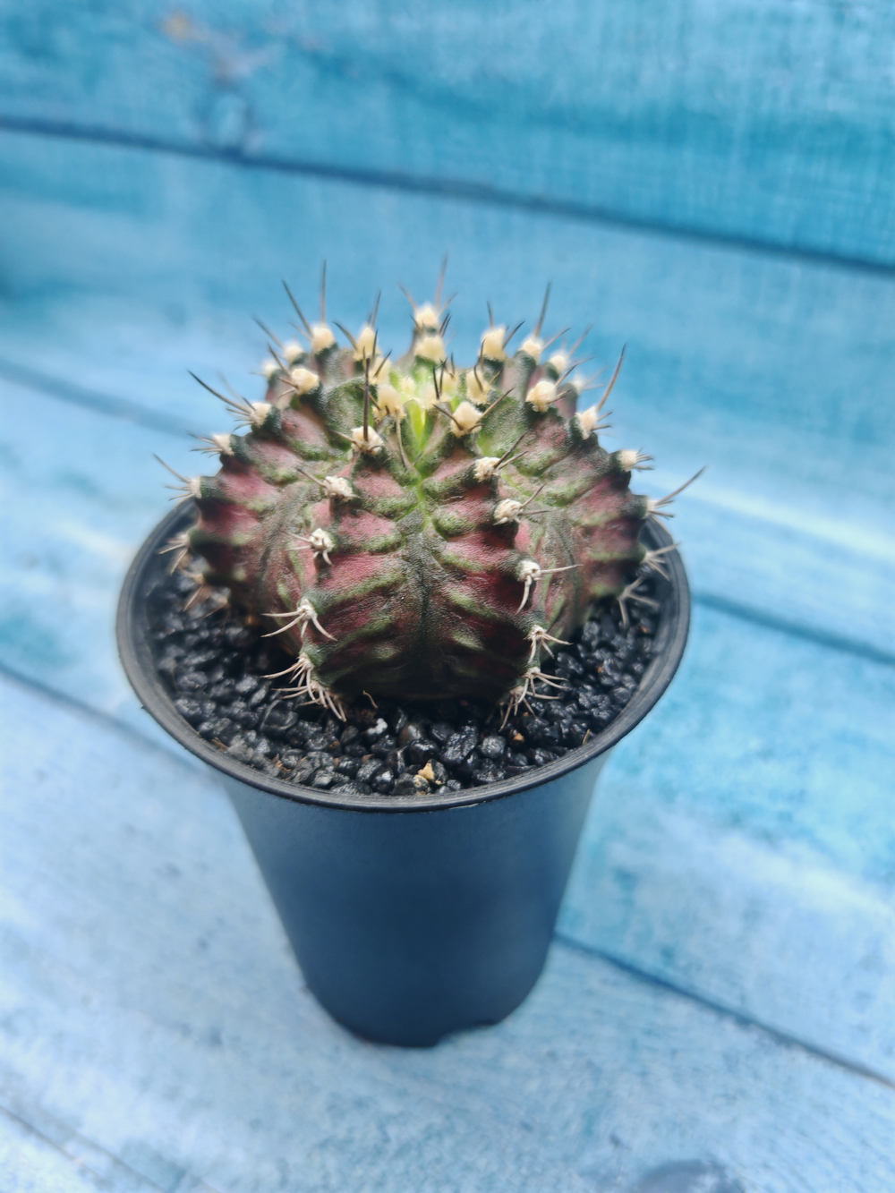 Gymnocalycium T-Rex Pink hybride (Гимнокалициум T-rex)