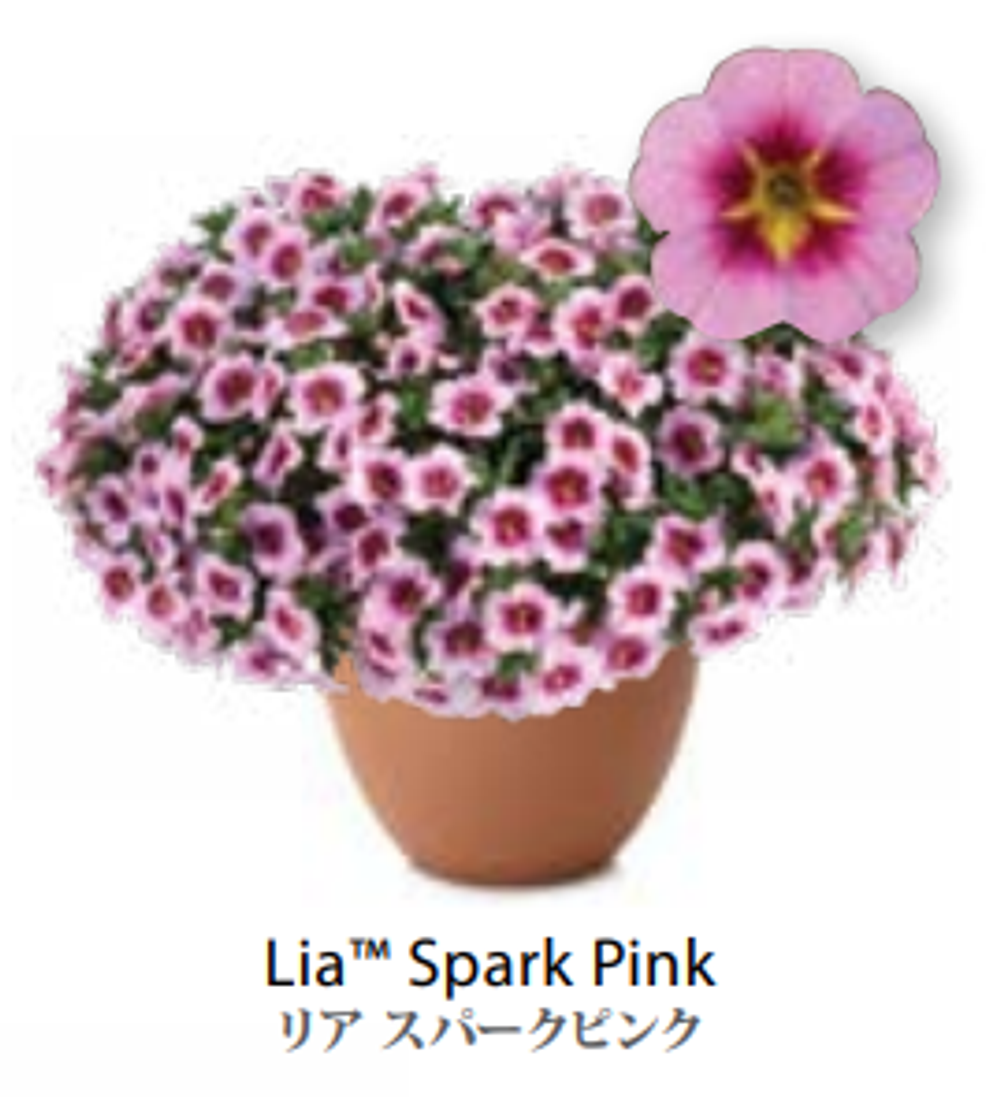 ЕВРО Calibrachoa Lia Spark Pink укорененный черенок февраль 26 DAN