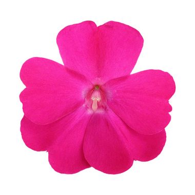 11104 Бальзамин НГ Sunpatiens® Compact Hot Pink (Весна 2026)