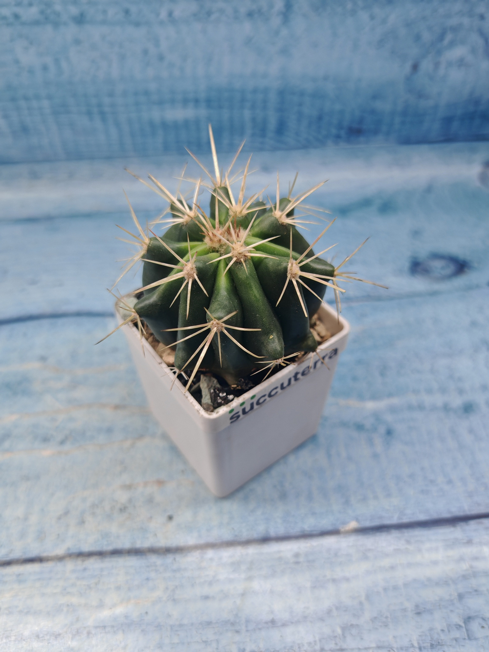 Ferocactus stainesii (Ферокактус)