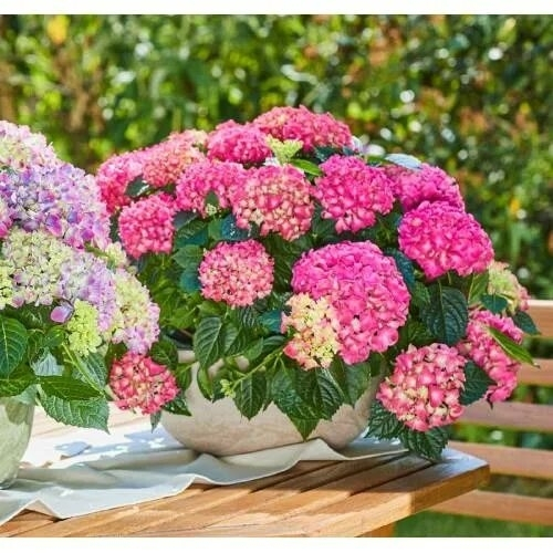 Таблетенсия (Крупнолистная гортензия)