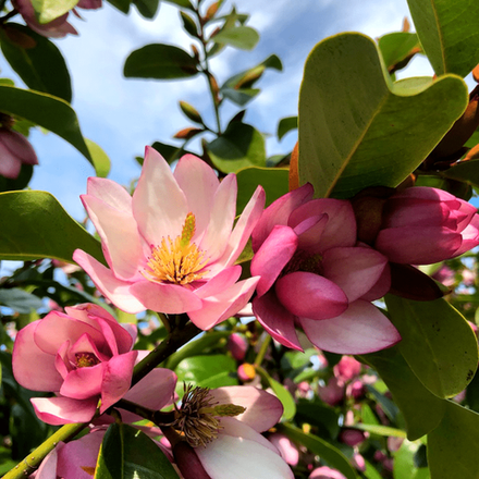 Magnolia (Магнолия) отдушка (Франция)