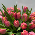 Букет из 49 пионовидных розовых оранжевых тюльпанов в матовой упаковке