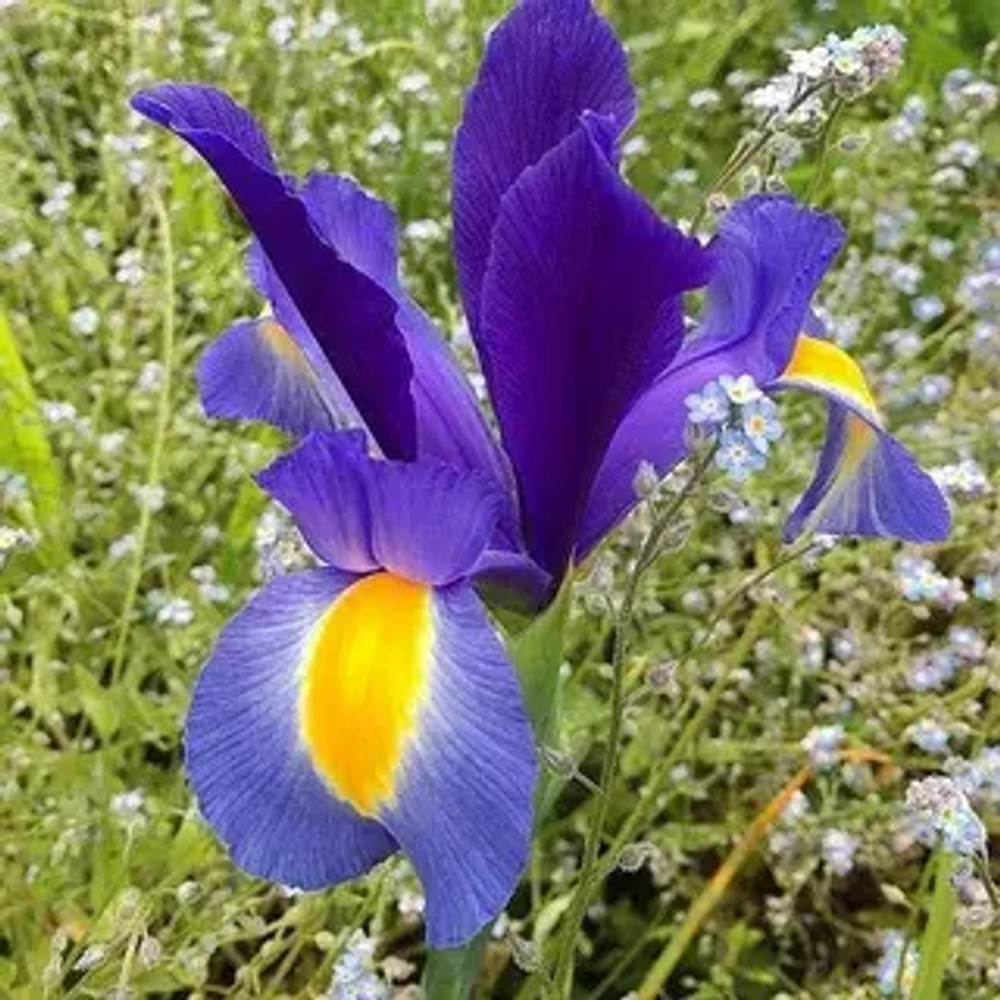Ирис Sapphire Beauty (Голландский гибрид)