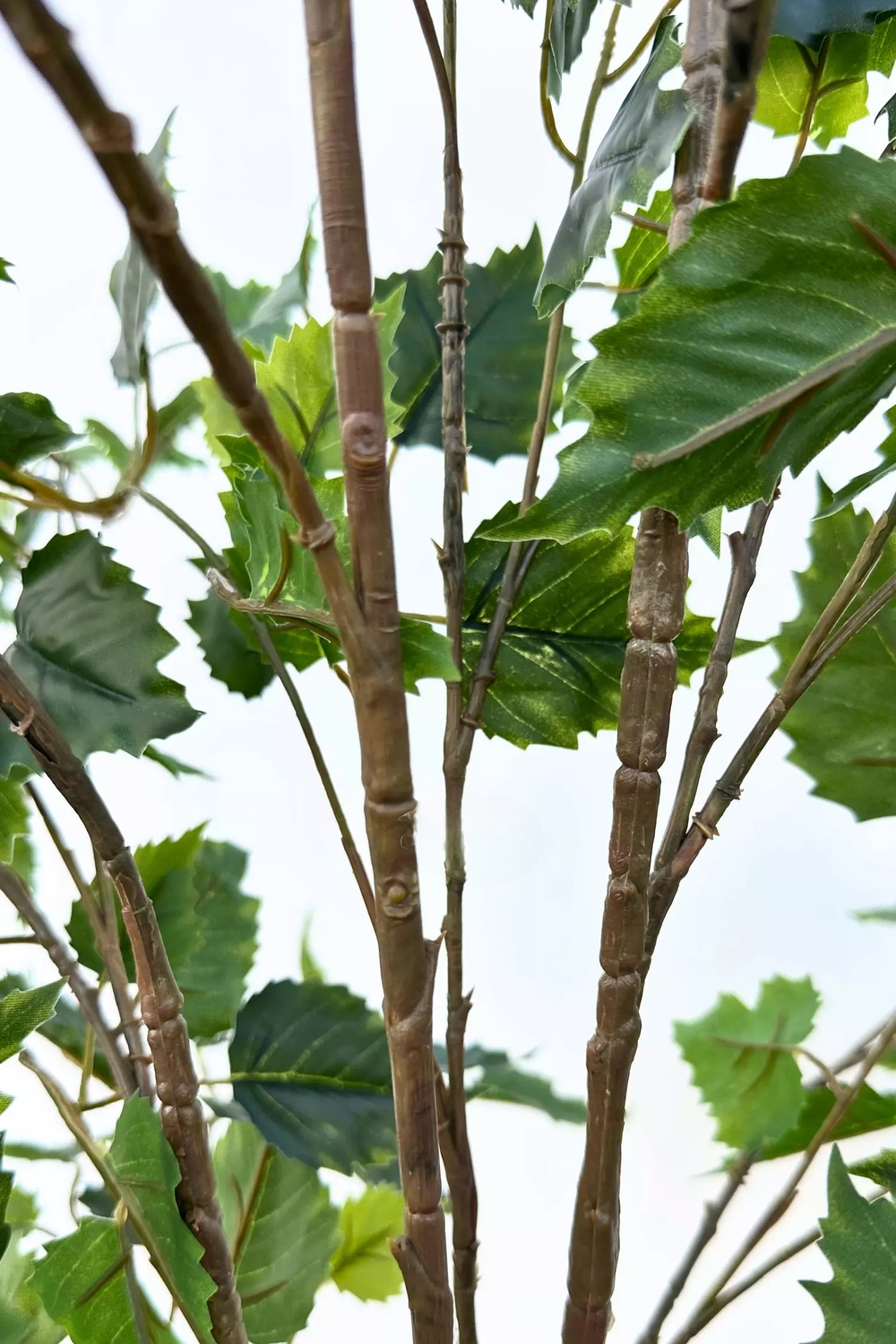 Береза 120см (тёмный ствол)