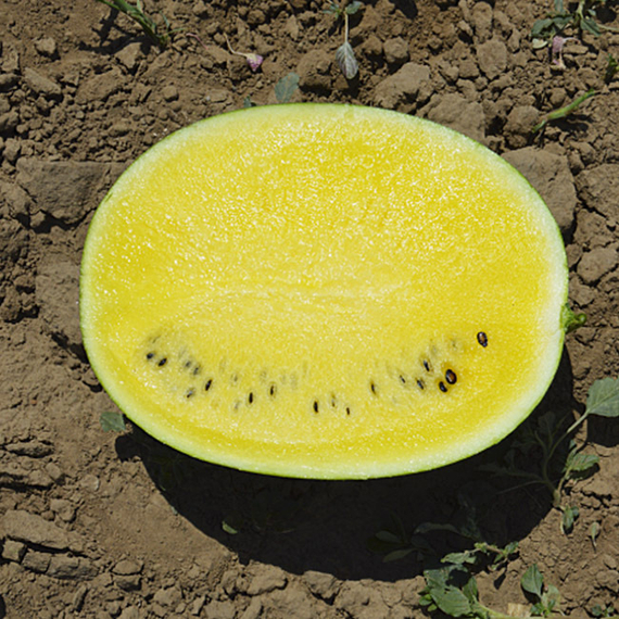 ШАМПАНЬ F1 семена арбуза (Takii | Alexagro) – фото 4