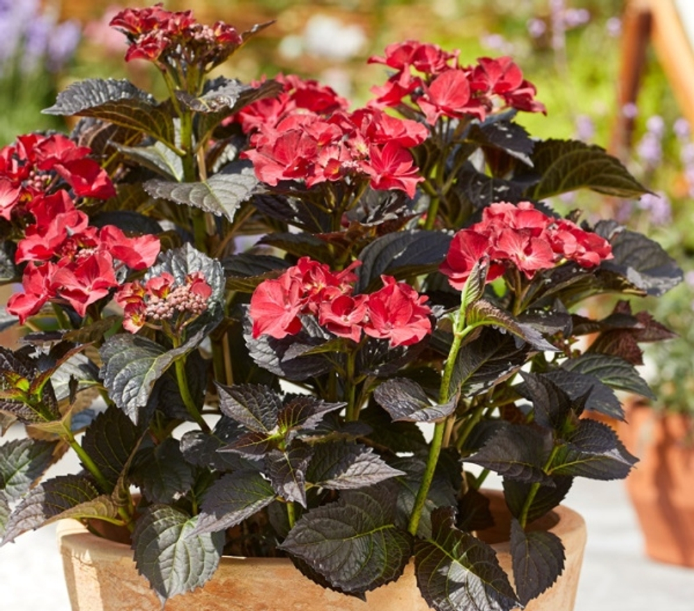 Black Diamonds After Midnight /Блэк Даймондс Афтер Миднайт (Стандарт поставки Р9)2025г.