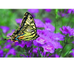 Канва (шелк) с нанесенным рисунком. Инструкция для частичной вышивки бисером. Указанное кол-во цвето