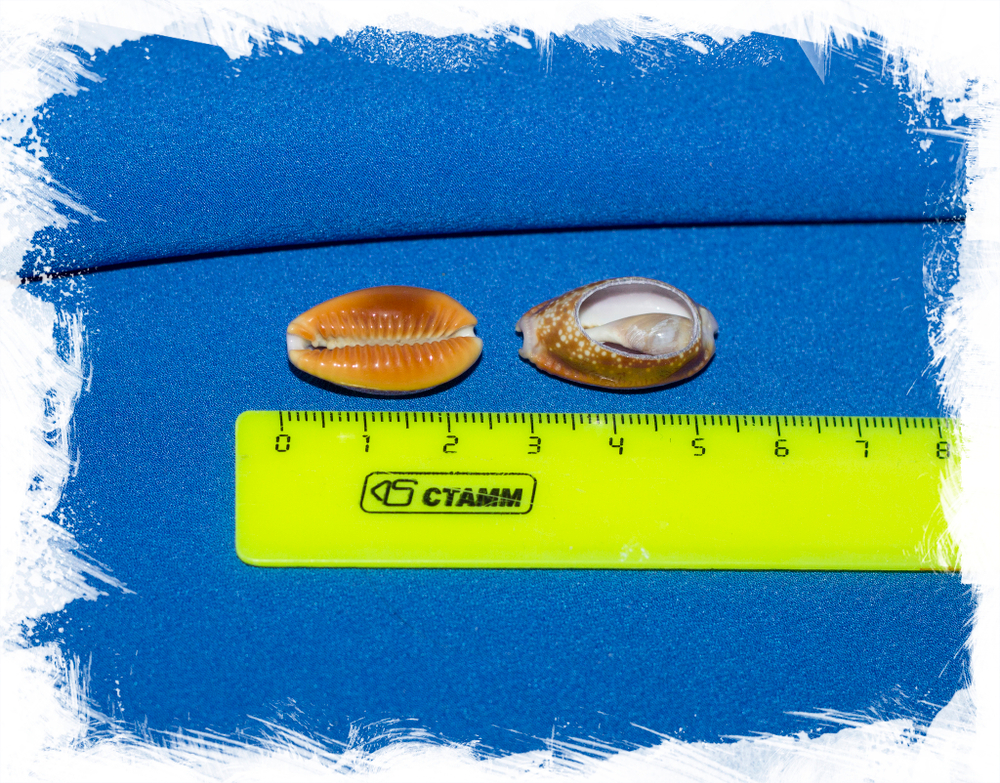 Срез ракушки Медовая Каури