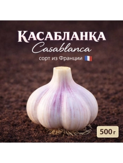 Чеснок яровой Касабланка (Франция)