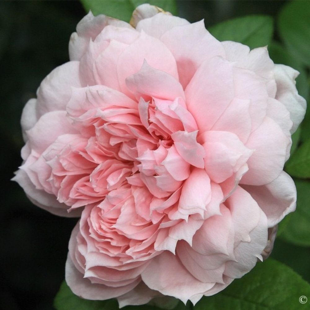 Шонэ Мейд (Schone Maid)