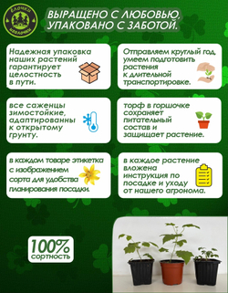 Саженец, Флокс, Никольский