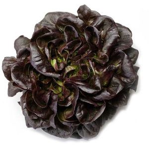 Дуболистный