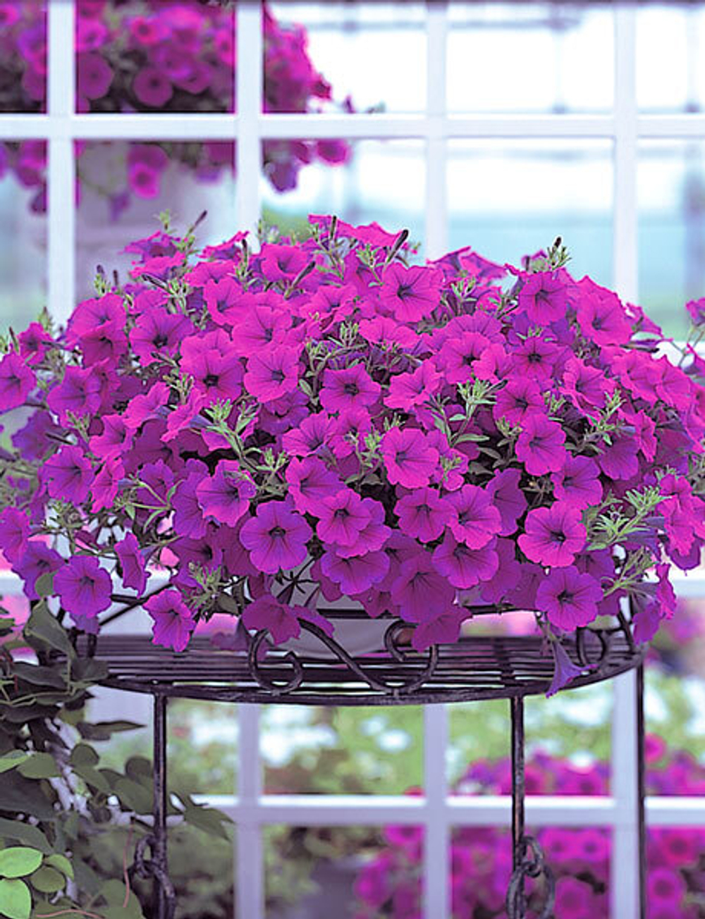 Петуния ампельная Опера Парпл F1 (50др) Витагрин Профи