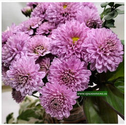 Корейская хризантема Дюймовочка 🌻 ☘ з.26 (отгрузка май 2025г)
