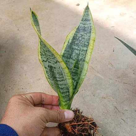 Сансевиерия SUPERBA VAR