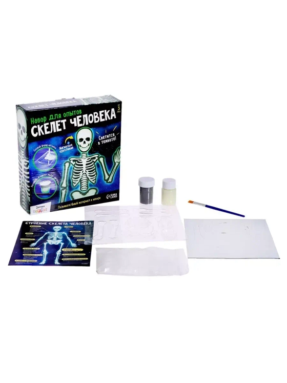 Научный опыт Гипсовый скелет человека Эврики