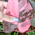 Филодендрон PINK PRINCESS MARBLE KING