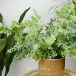 Флебодиум Давана 12/35