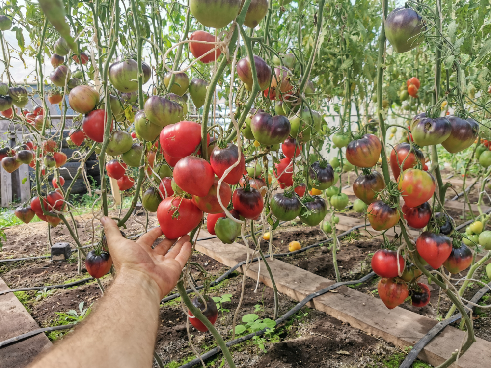 Помидоры Sgt Pepper's - Одинокие Сердца Сержанта Пеппера