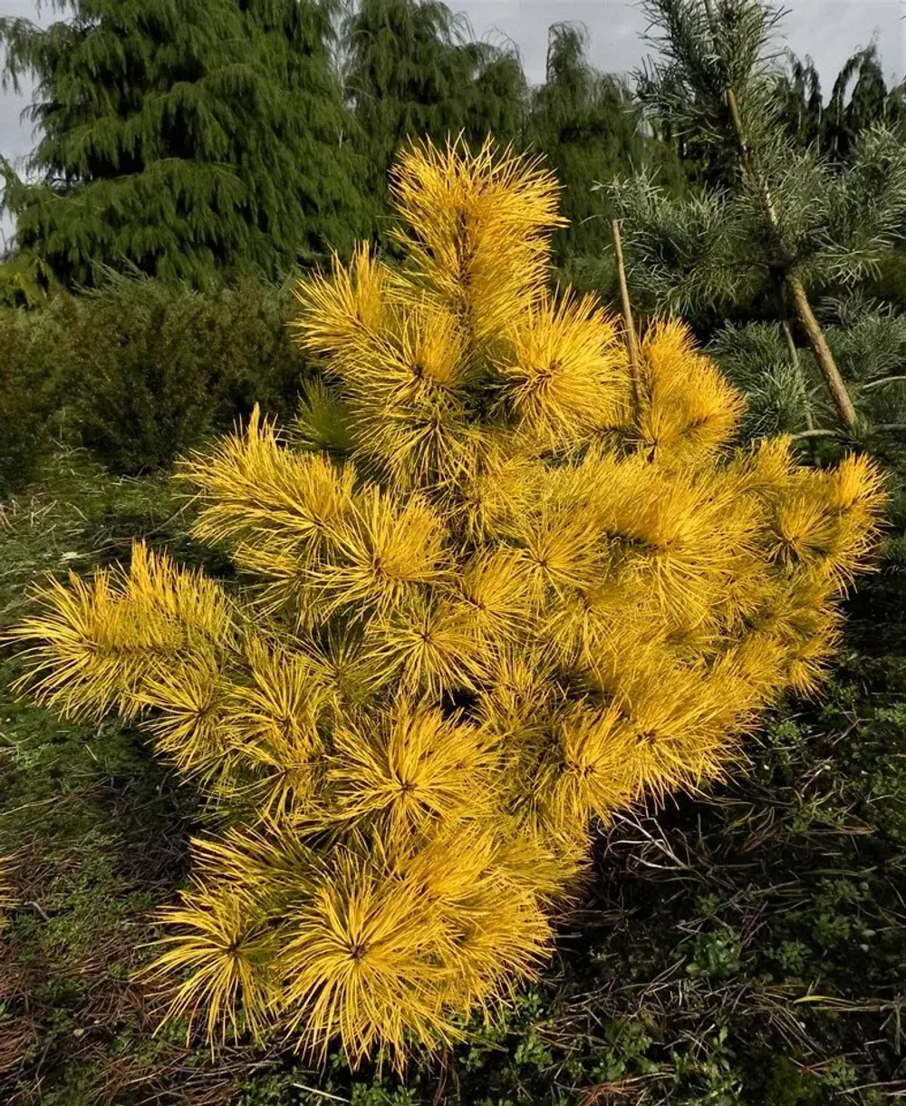 Сосна обыкновенная Волтингс Голд(Pinus sylvestris Wolting's Gold) 30 см